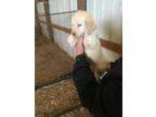 Labradoodle Puppy for sale in Viroqua, WI, USA