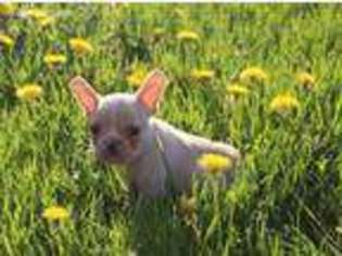 French Bulldog Puppy for sale in Big Prairie, OH, USA