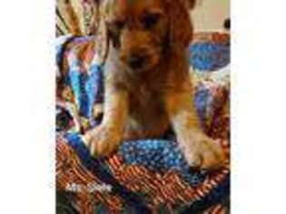 Goldendoodle Puppy for sale in Slaughter, LA, USA