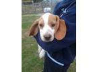Beagle Puppy for sale in Tipton, MO, USA