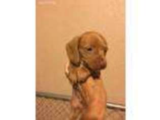 Dachshund Puppy for sale in Viroqua, WI, USA