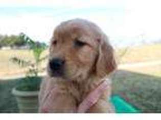 Golden Retriever Puppy for sale in Newcomerstown, OH, USA