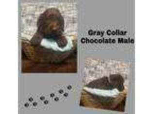 Labradoodle Puppy for sale in Peebles, OH, USA