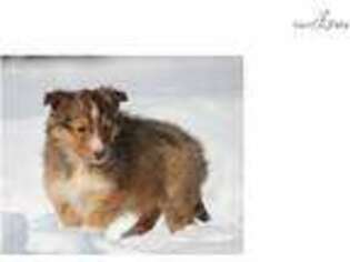 Shetland Sheepdog Puppy for sale in Grand Rapids, MI, USA