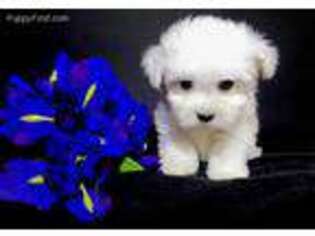 Maltese Puppy for sale in Rancho Cucamonga, CA, USA