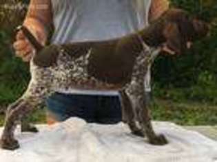 German Shorthaired Pointer Puppy for sale in Winnabow, NC, USA