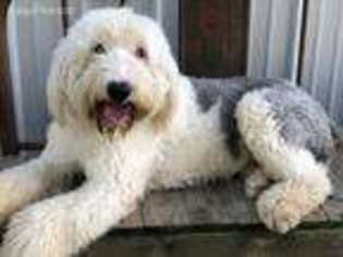 Old English Sheepdog Puppy for sale in Morton, MS, USA