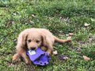 Labradoodle Puppy for sale in Chiefland, FL, USA