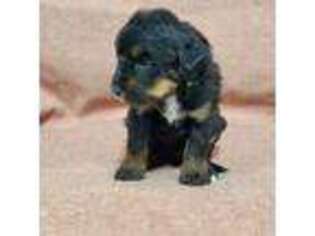 Mutt Puppy for sale in Iowa City, IA, USA