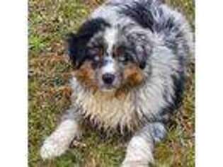 Mutt Puppy for sale in Cameron, SC, USA