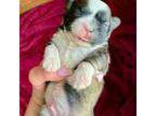 Mutt Puppy for sale in Ashburnham, MA, USA