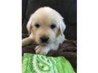 Golden Retriever Puppy for sale in Homer, NY, USA