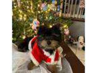 Yorkshire Terrier Puppy for sale in Bridgeton, NJ, USA