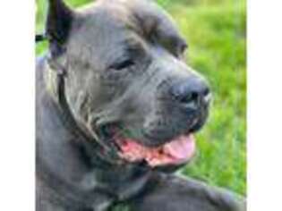 Cane Corso Puppy for sale in Petersburg, KY, USA