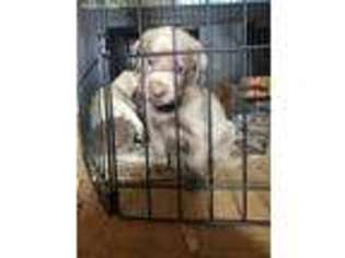 Labrador Retriever Puppy for sale in Ogdensburg, NY, USA