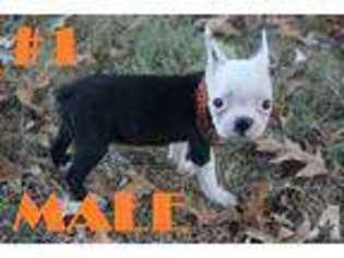 Boston Terrier Puppy for sale in WOODBINE, MD, USA