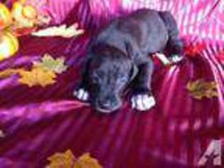 Great Dane Puppy for sale in SACRAMENTO, CA, USA