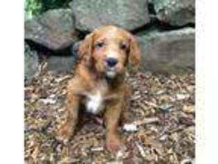 Labradoodle Puppy for sale in Stevens, PA, USA