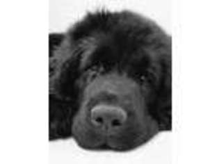 Newfoundland Puppy for sale in Shepherdsville, KY, USA
