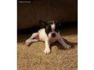 Boston Terrier Puppy for sale in East Alton, IL, USA