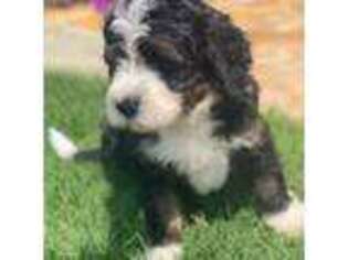 Mutt Puppy for sale in Carnesville, GA, USA