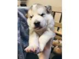 Alaskan Malamute Puppy for sale in Atlanta, GA, USA