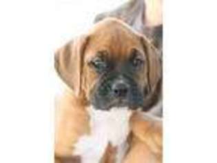 Boxer Puppy for sale in Pine Grove, PA, USA