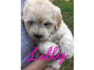 Goldendoodle Puppy for sale in Loganton, PA, USA