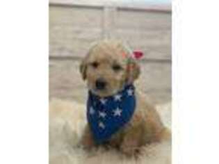 Goldendoodle Puppy for sale in Bristol, CT, USA