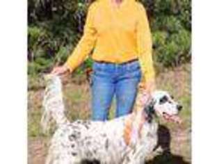 English Setter Puppy for sale in Unknown, , USA