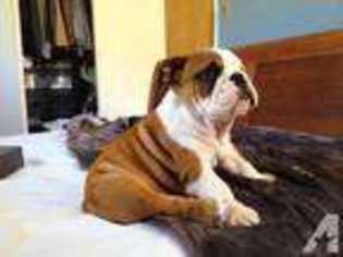 Bulldog Puppy for sale in PICO RIVERA, CA, USA