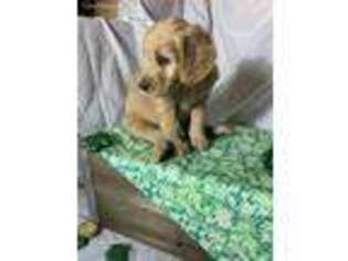 Goldendoodle Puppy for sale in Harrisonville, MO, USA