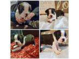 Boston Terrier Puppy for sale in Mesquite, TX, USA