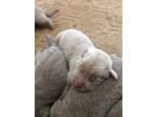Labrador Retriever Puppy for sale in Shiner, TX, USA