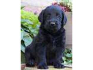 Labradoodle Puppy for sale in New Enterprise, PA, USA
