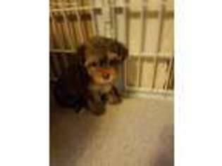Yorkshire Terrier Puppy for sale in Gobles, MI, USA