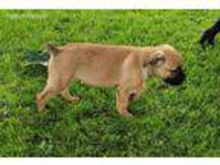 Cane Corso Puppy for sale in Rochester, MN, USA