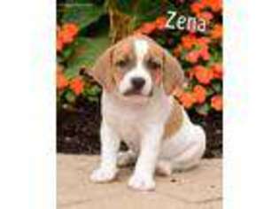 Beabull Puppy for sale in Millersburg, OH, USA