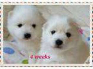 Japanese Spitz Puppy for sale in GIG HARBOR, WA, USA