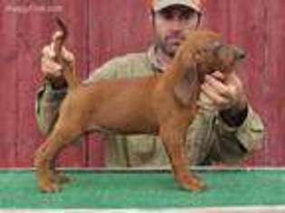Redbone Coonhound Puppy for sale in Readstown, WI, USA