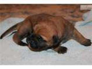 Bullmastiff Puppy for sale in Macon, GA, USA