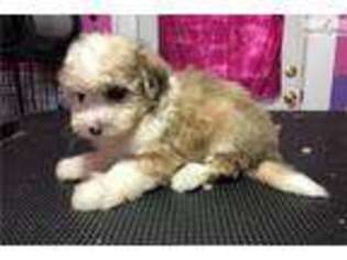 Cavachon Puppy for sale in Cincinnati, OH, USA