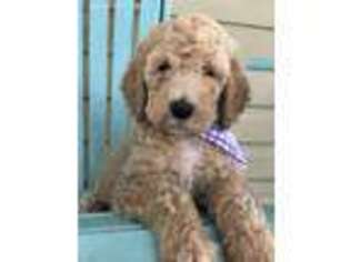 Mutt Puppy for sale in Wilsonville, AL, USA