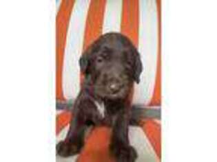 Labradoodle Puppy for sale in Chariton, IA, USA