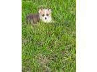 Pembroke Welsh Corgi Puppy for sale in Linton, IN, USA