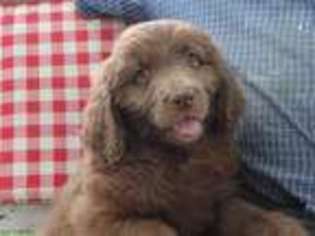 Mutt Puppy for sale in Eldorado, OH, USA