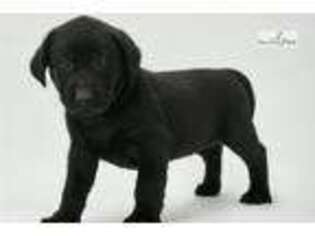 Labrador Retriever Puppy for sale in South Bend, IN, USA