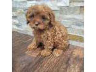 Cavapoo Puppy for sale in Barboursville, WV, USA