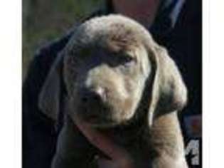 Labrador Retriever Puppy for sale in ADEL, GA, USA