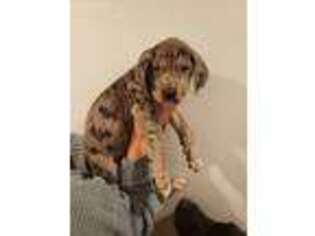Great Dane Puppy for sale in Atlanta, GA, USA